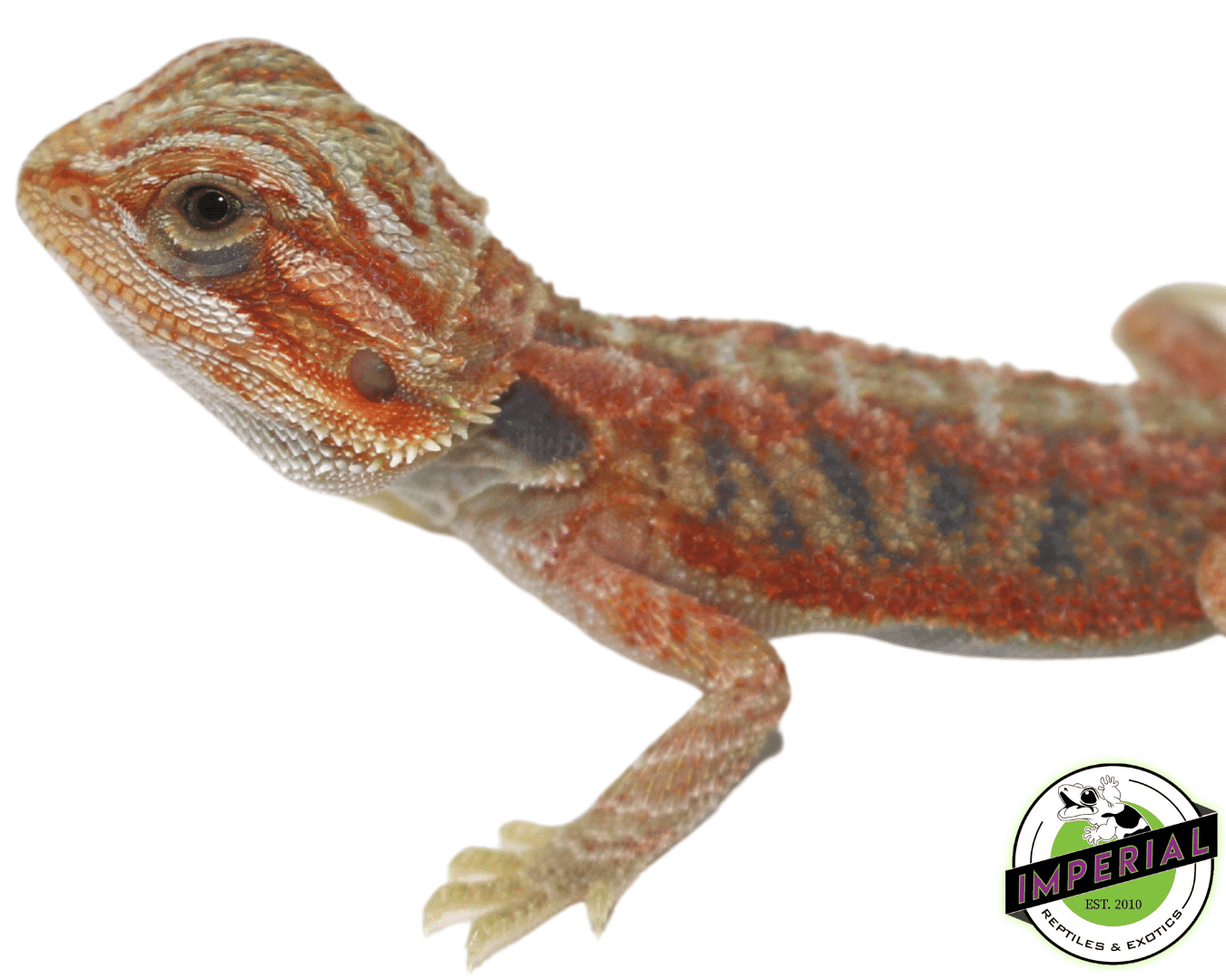 Translucent Bearded Dragon Baby - Image 3