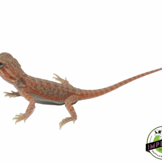 Translucent Bearded Dragon Baby