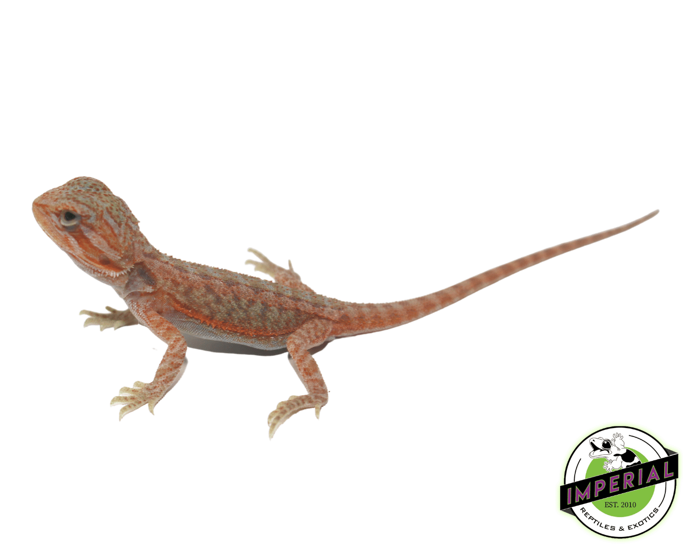 Translucent Bearded Dragon Baby