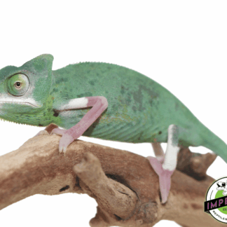 Translucent Veiled Chameleon High Expression