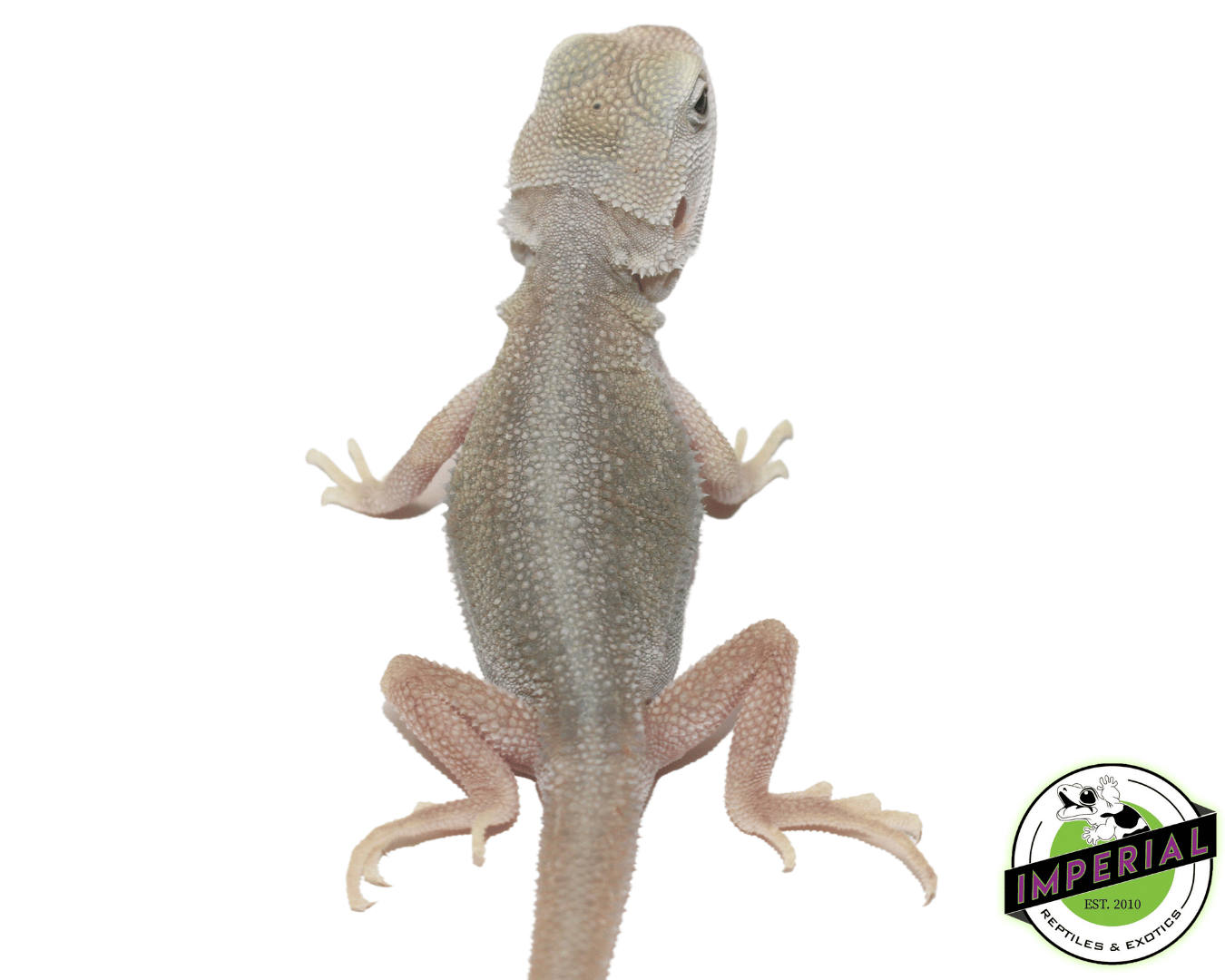 Hypo Translucent Dunner Witblits Bearded Dragon Baby - Image 2