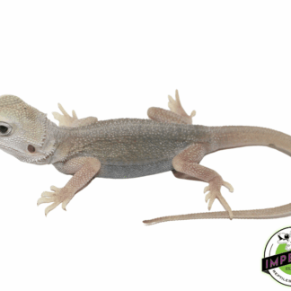 Hypo Translucent Dunner Witblits Bearded Dragon Baby