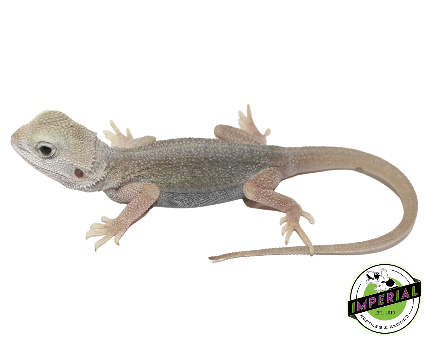 Hypo Translucent Dunner Witblits Bearded Dragon Baby