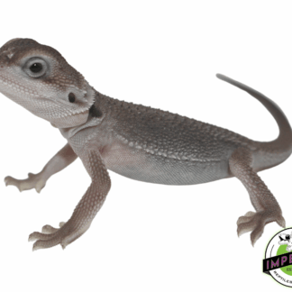 Translucent Zero Bearded Dragon Baby