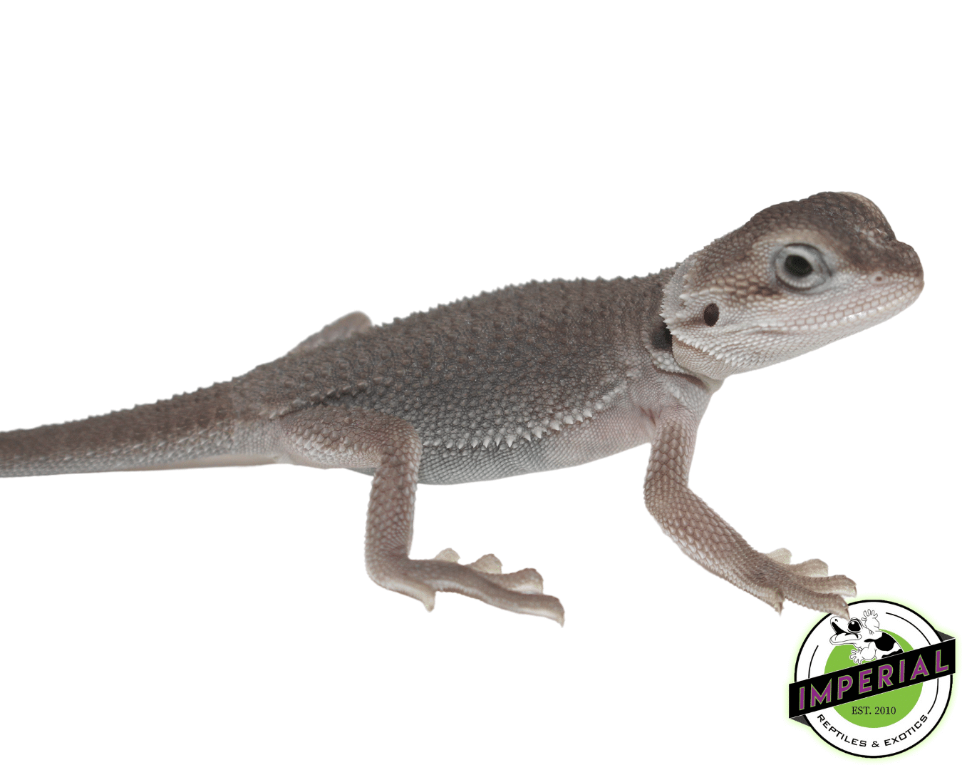 Translucent Zero Bearded Dragon Baby - Image 2