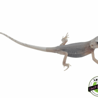 Hypo Translucent Zero Bearded Dragon Baby