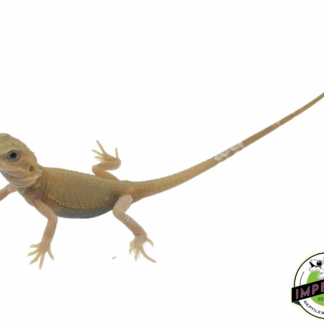 Trans Wiblets Bearded Dragon