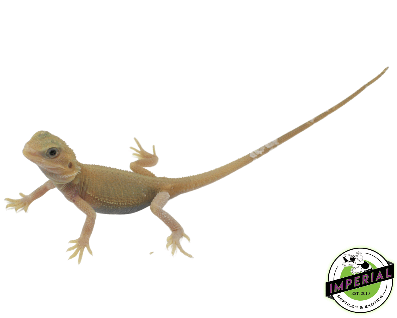 Trans Wiblets Bearded Dragon