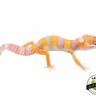 Giant Tremper Emerine Leopard Gecko Baby