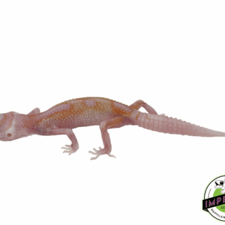 White & Yellow Tremper Leopard Gecko