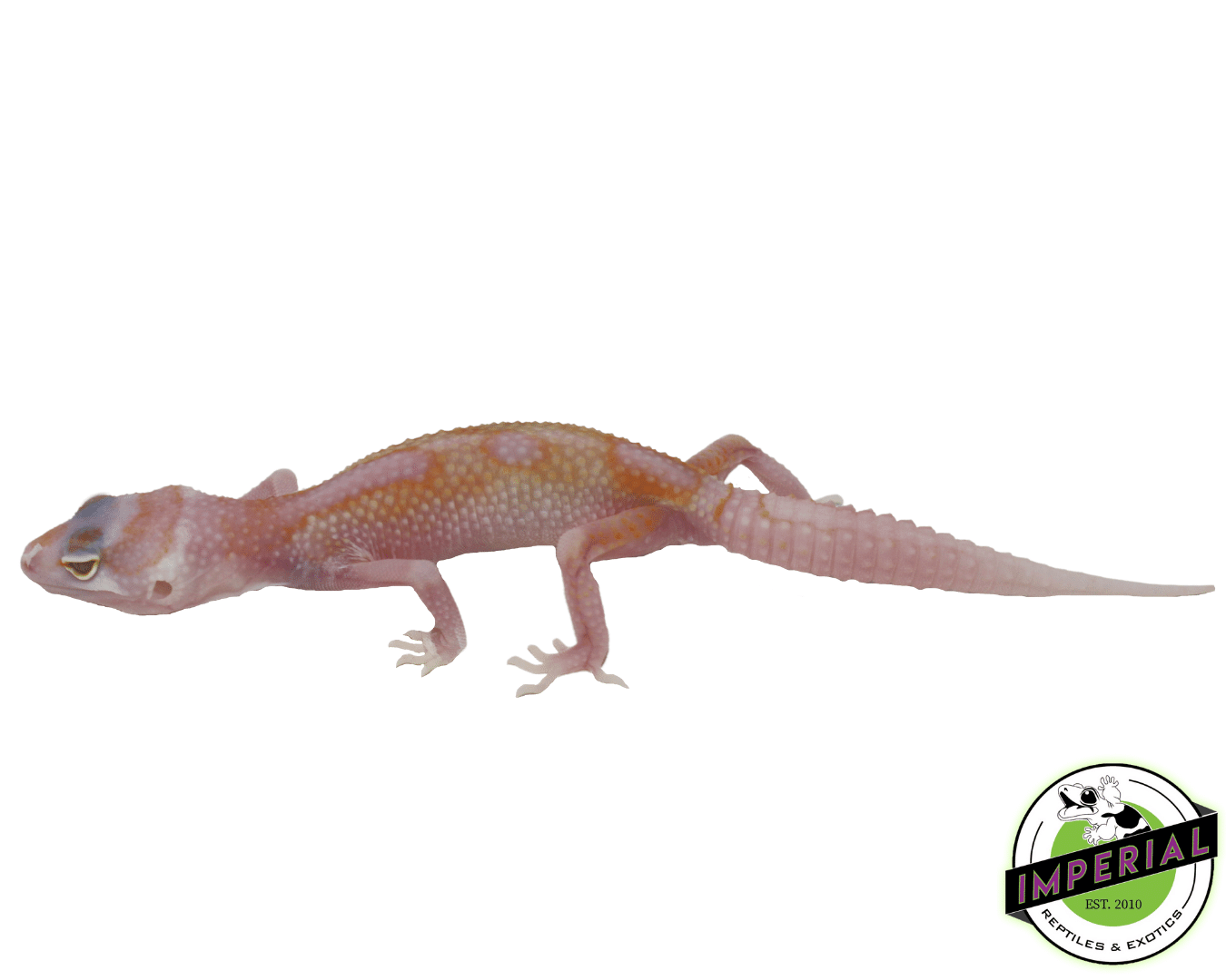 White & Yellow Tremper Leopard Gecko