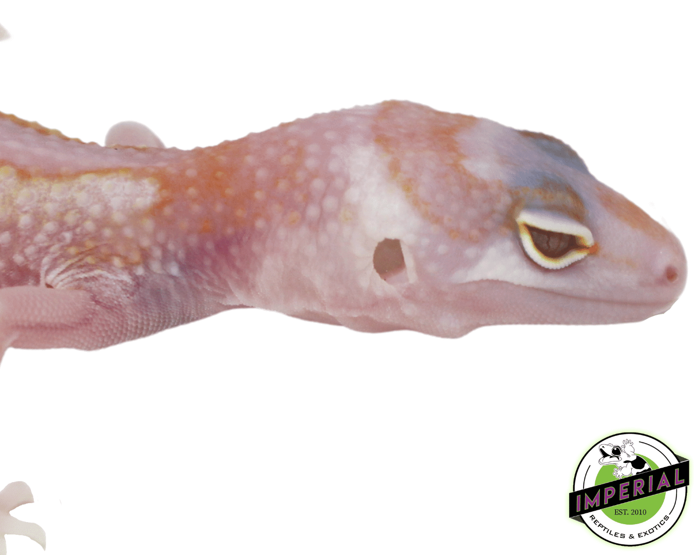 White & Yellow Tremper Leopard Gecko - Image 2