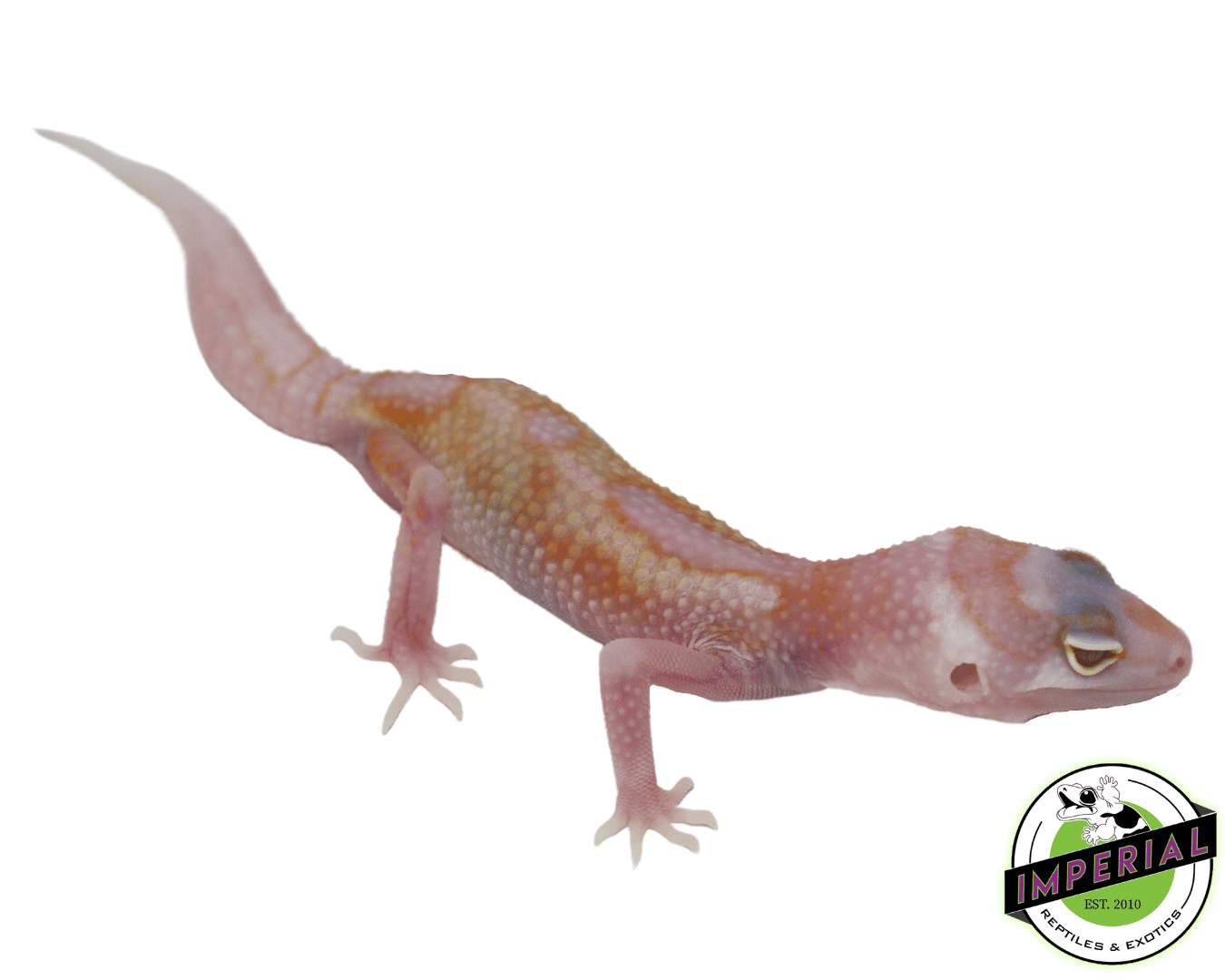 White & Yellow Tremper Leopard Gecko - Image 3