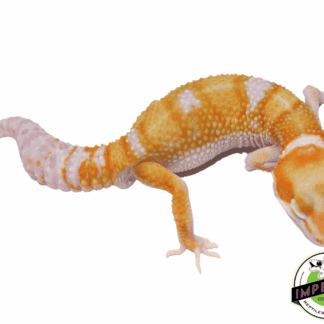 White & Yellow Tremper Adult