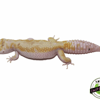 Tremper W&Y Leopard Gecko Adult
