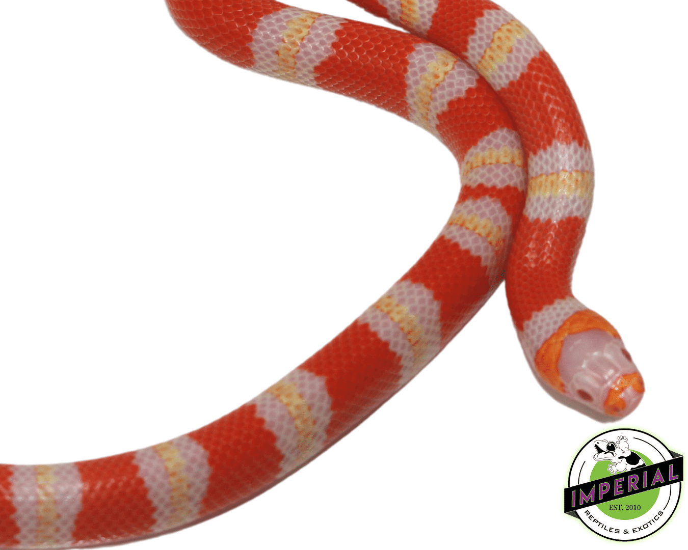 Albino Honduran Milksnake - Image 2