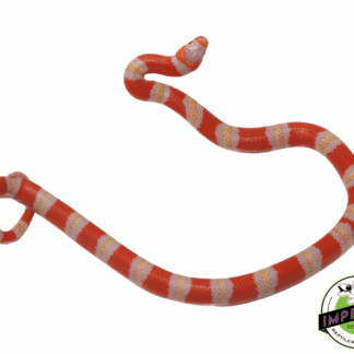 Albino Honduran Milksnake