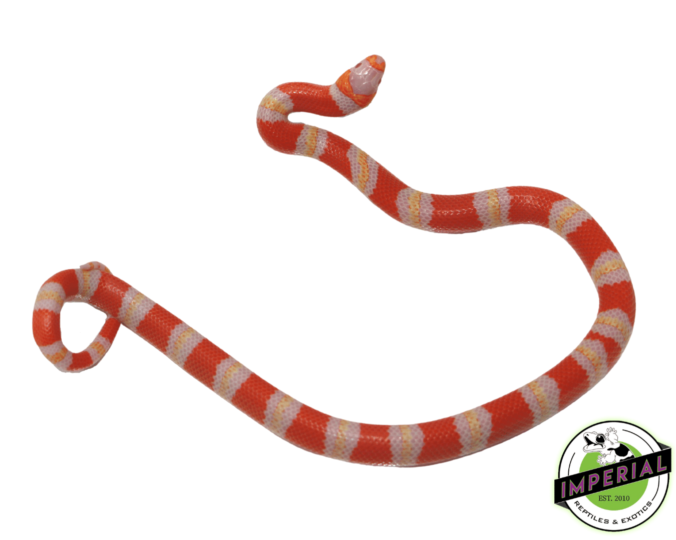 Albino Honduran Milksnake