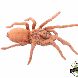 Trinidadian Dwarf Gold Tarantula