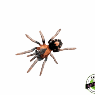 Trinidadian Dwarf Tiger-Rump Tarantula