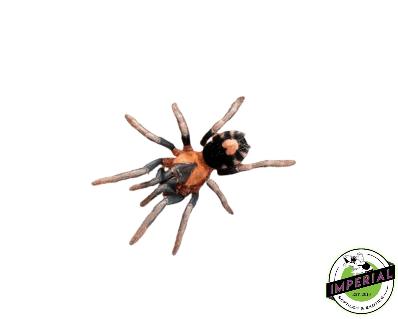 Trinidadian Dwarf Tiger-Rump Tarantula