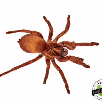 Trinidadian Dwarf Gold Tarantula