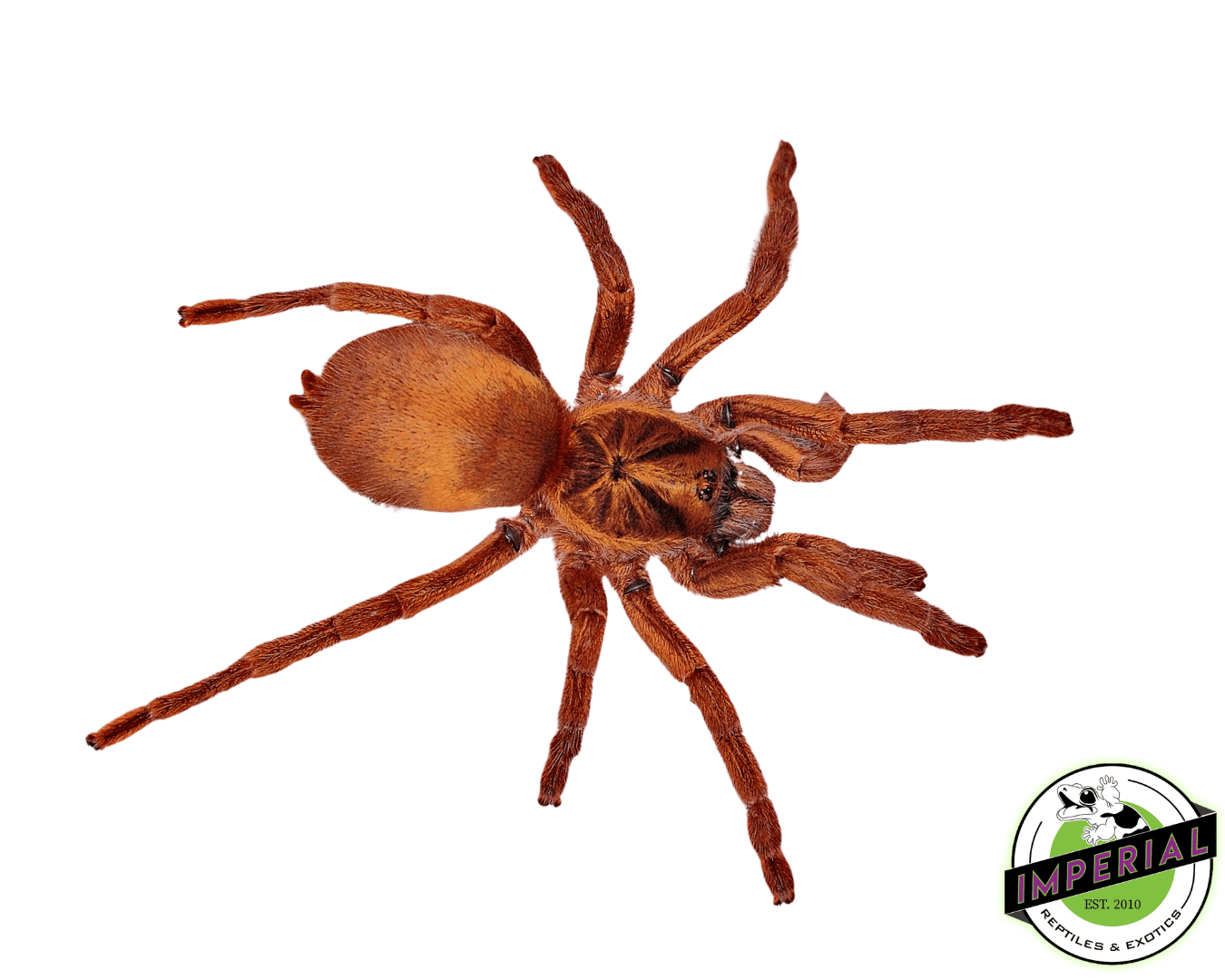 Trinidadian Dwarf Gold Tarantula