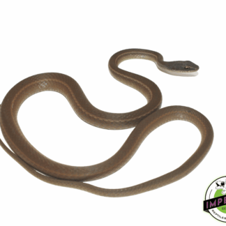 Boddaert's Tropical Racer (Mastigodrtas boddaerti)