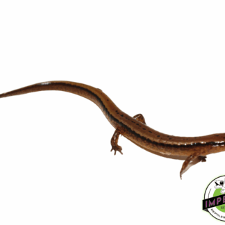 Two Lined Salamander