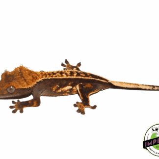 Ultra High End Crested Gecko Female (#32323-01)