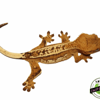 Ultra High End Crested Gecko Female (#32323-02)
