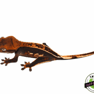 Ultra High End Crested Gecko Female (#32323-03)