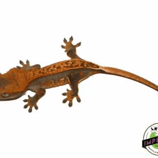 Ultra High End Crested Gecko Female (#32323-04)