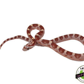 Ultra Hypo Corn Snake Male