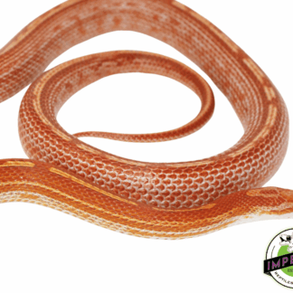 Ultra Tessera Het Albino Adult Corn Snake