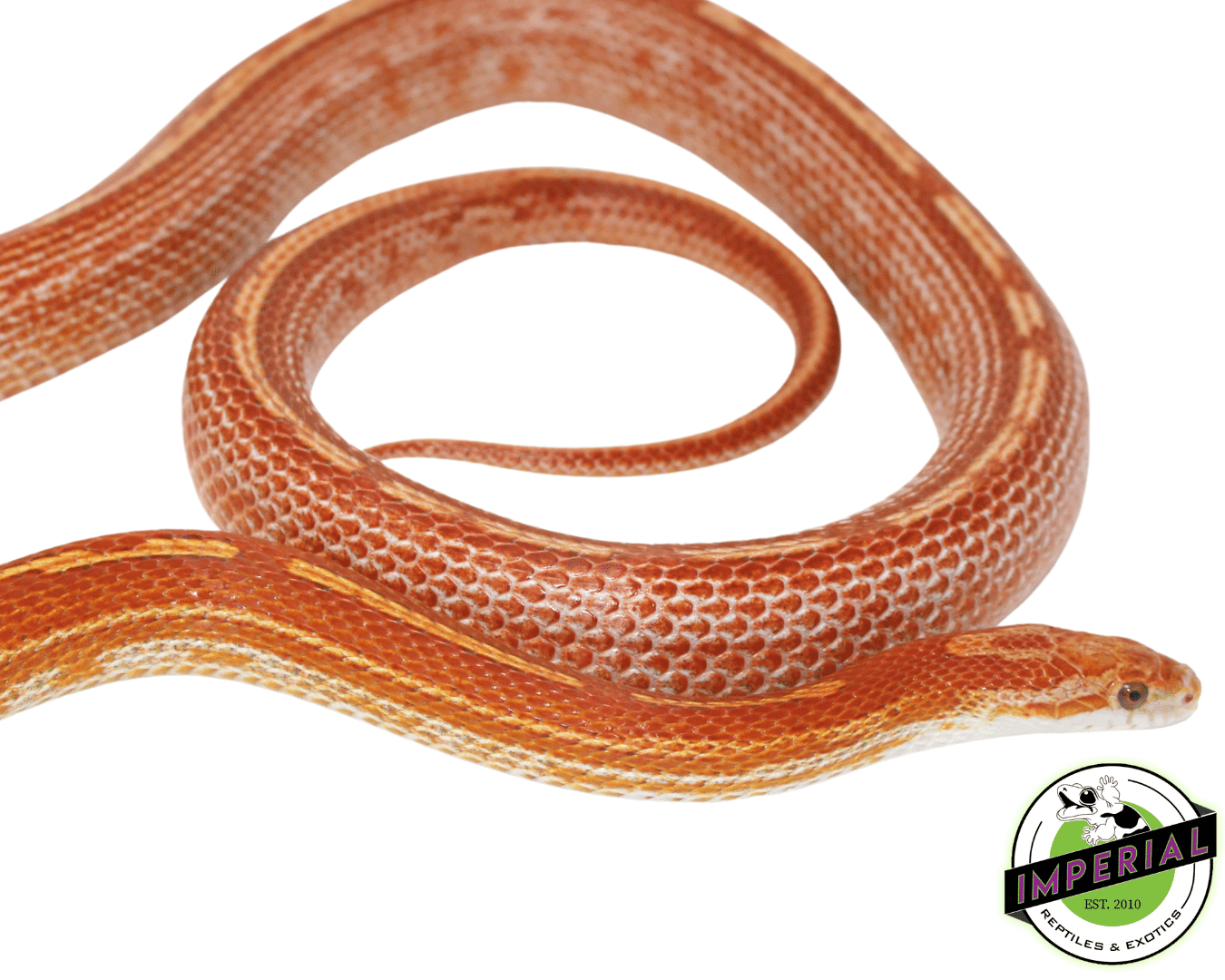 Ultra Tessera Het Albino Adult Corn Snake