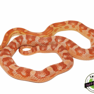 Ultra Het Albino Adult Corn Snake
