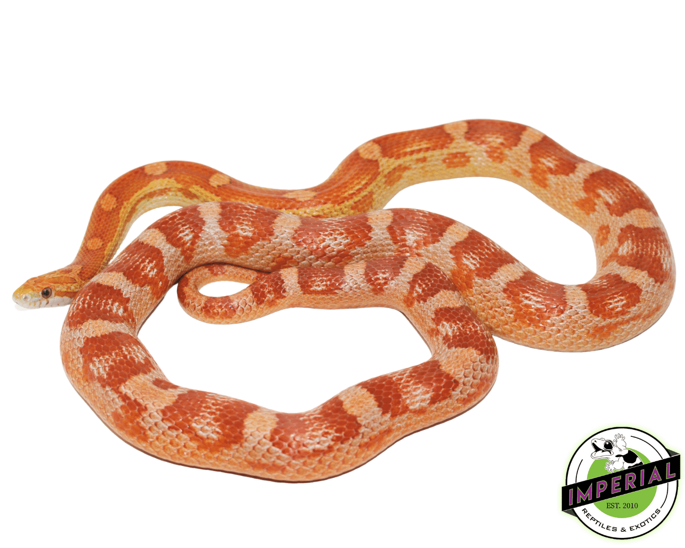 Ultra Het Albino Adult Corn Snake