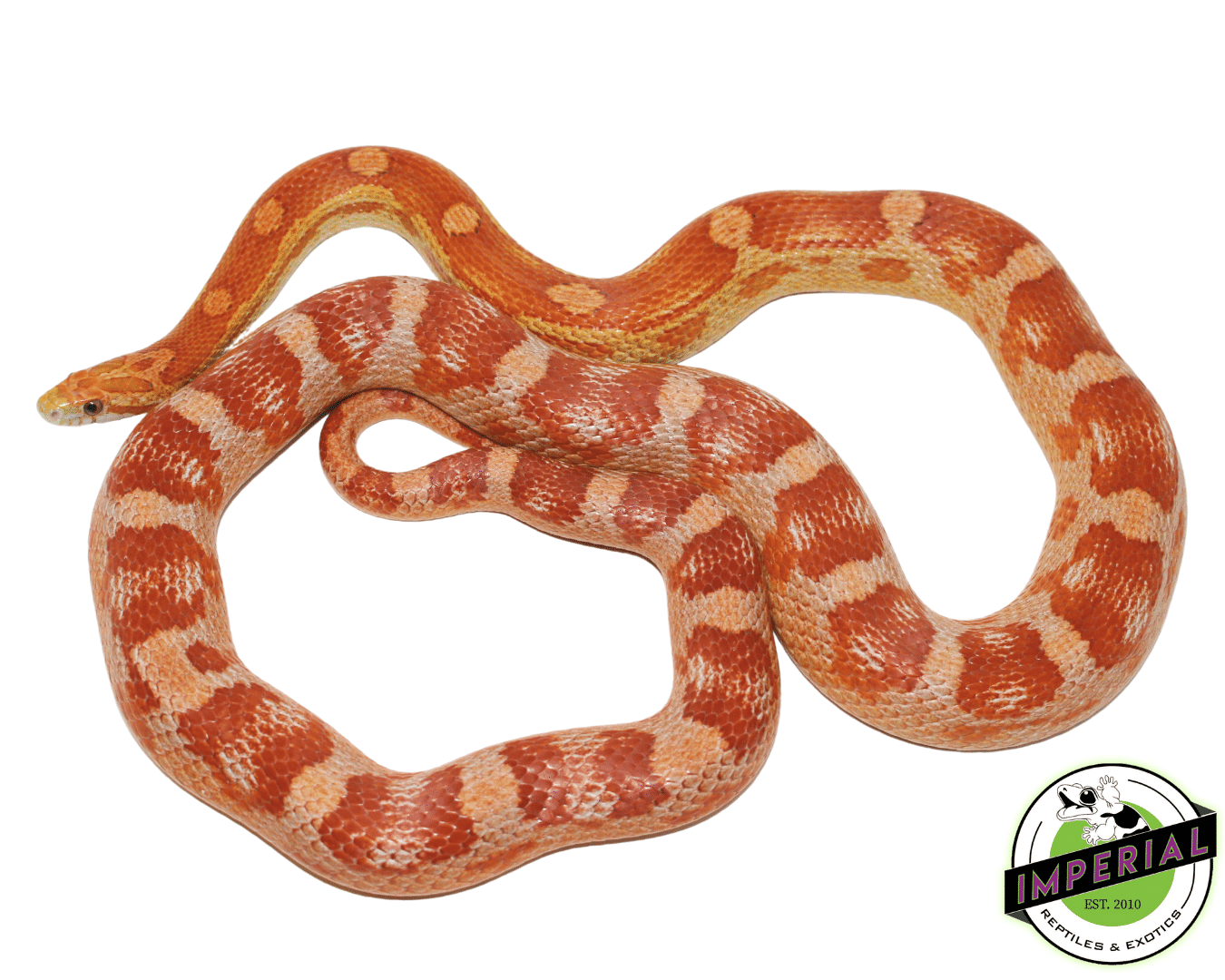 Ultra Het Albino Adult Corn Snake - Image 2