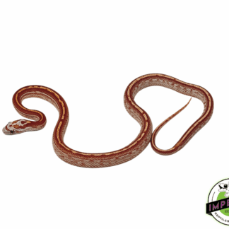 Ultra Tessera Corn Snake Male