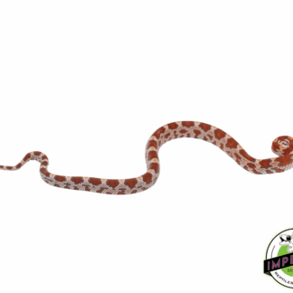 Ultramel Cornsnake Baby