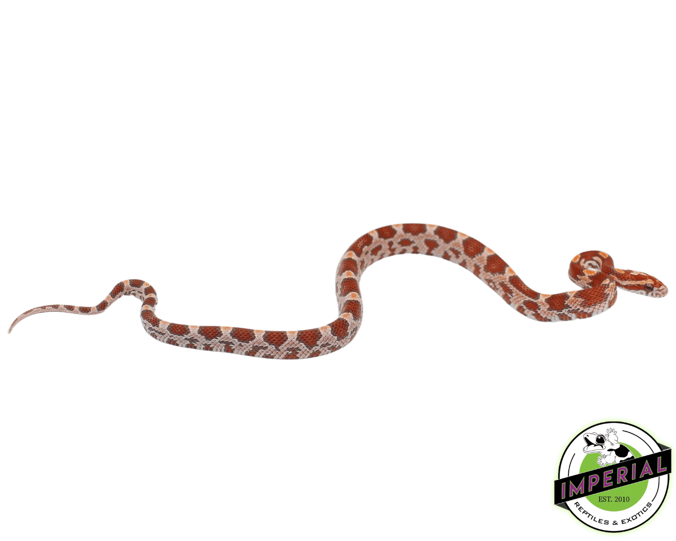 Ultramel Cornsnake Baby