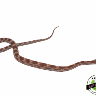 Ultramel Okeetee Corn Snake
