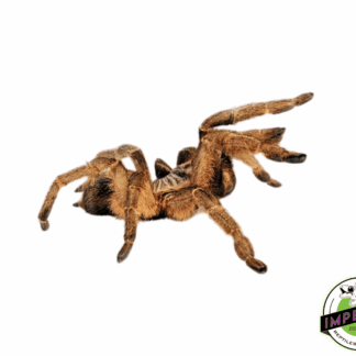 Unicorn Horned Baboon Tarantula (Ceratogyrus marshalli)