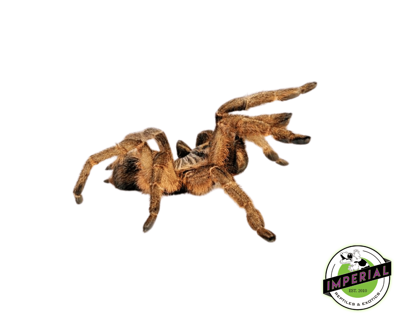 Unicorn Horned Baboon Tarantula (Ceratogyrus marshalli)