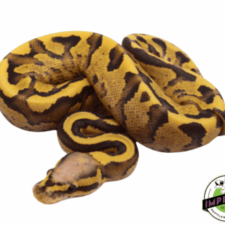 Vanilla Cream Ball Python