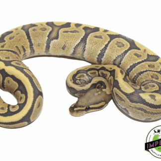 Vanilla Ghost Ball Python