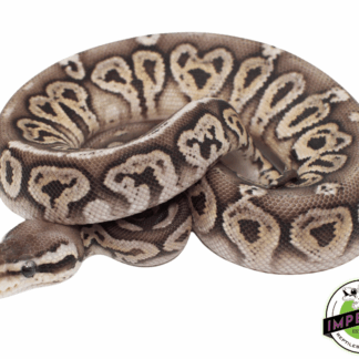 Pewter Vanilla Ball Python