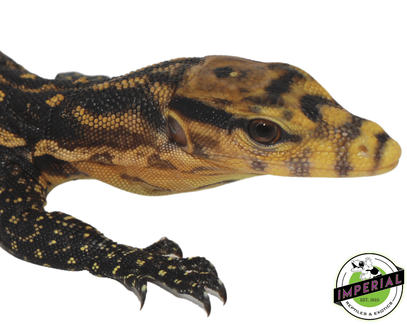 CB Cumingi Monitor Baby - Image 2