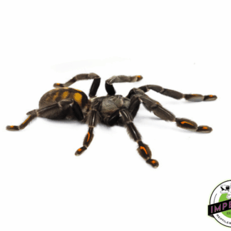 Venezuelan Suntiger Tarantula (Psalmopoeus irminia)